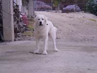 abruzzese shepherd dog